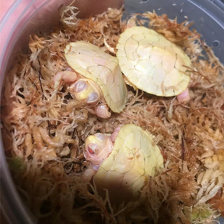 爬宠铺垫