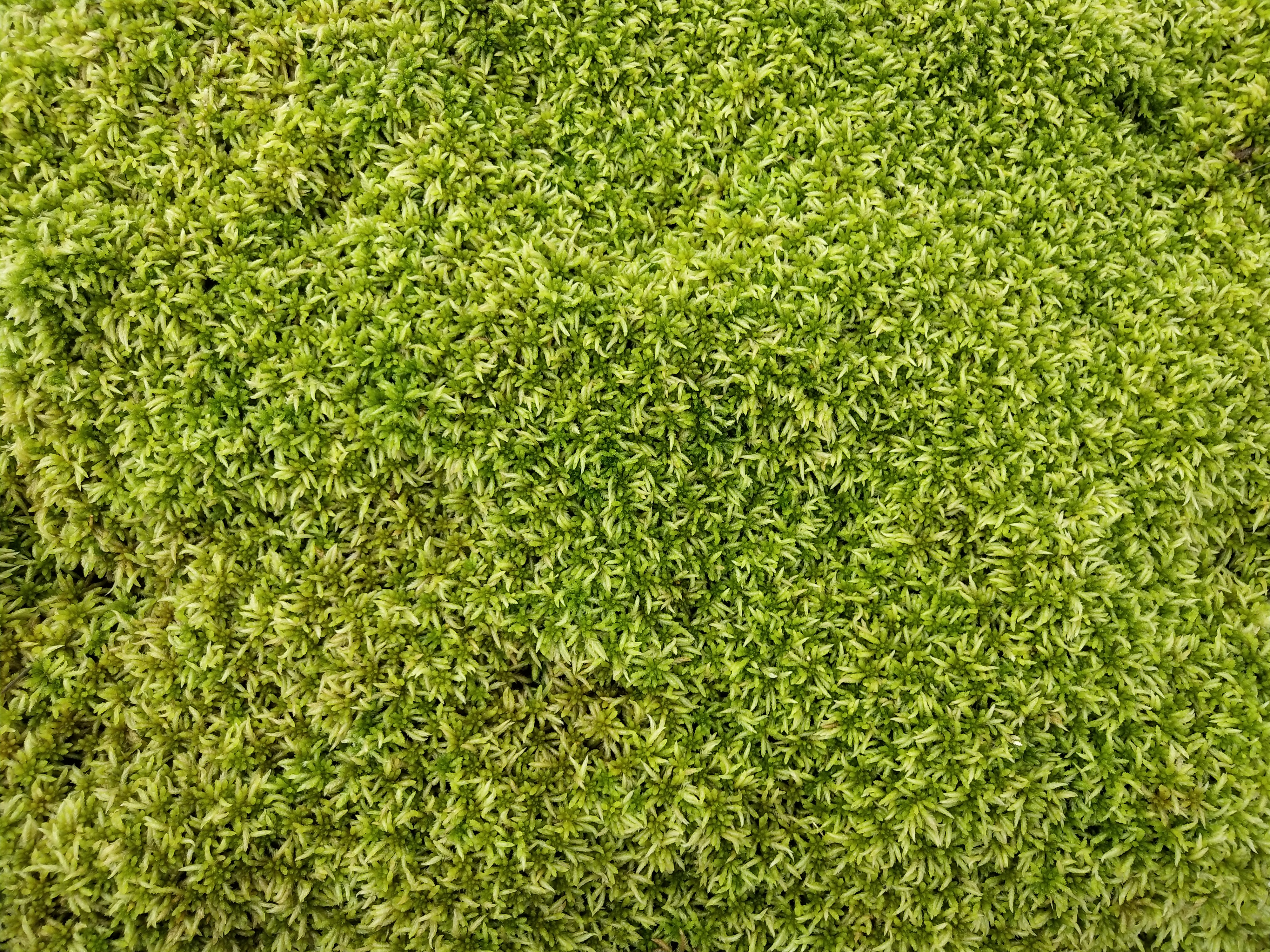 水苔的应用