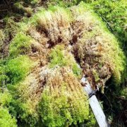 水苔的品质