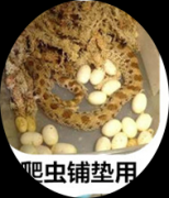 野生的水苔大都生长在海拔较高的山区