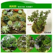 蝴蝶兰比较耐旱