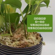 蝴蝶兰原生于东南亚及澳洲的热带森林中