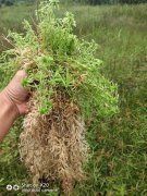 水苔被大量应用在园艺领域