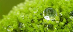 水苔的生长习性