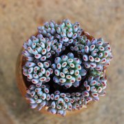 水苔栽花的优点
