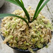 水苔用途广泛