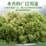 水苔容易控水