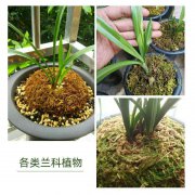 水苔的透气性佳